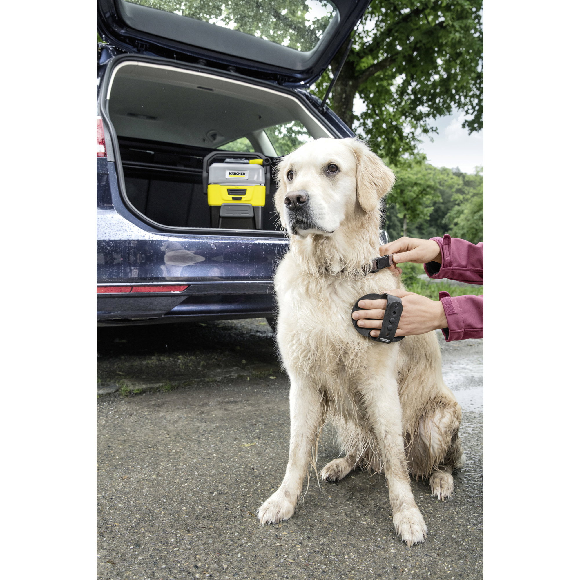 Hund, Tier, Halsband, Pflege, Autoanschluss
