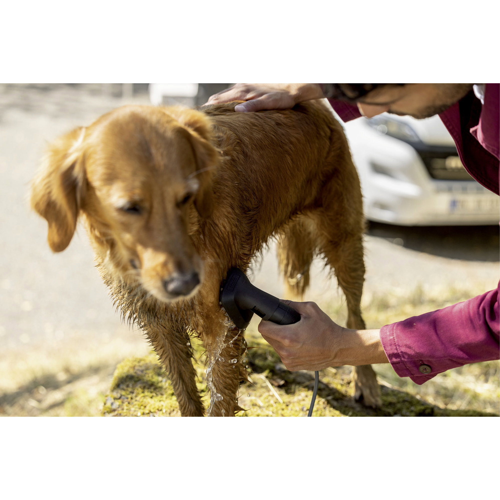 Hund, Hundepflege, Haustierpflege, Waschen, Gassi?