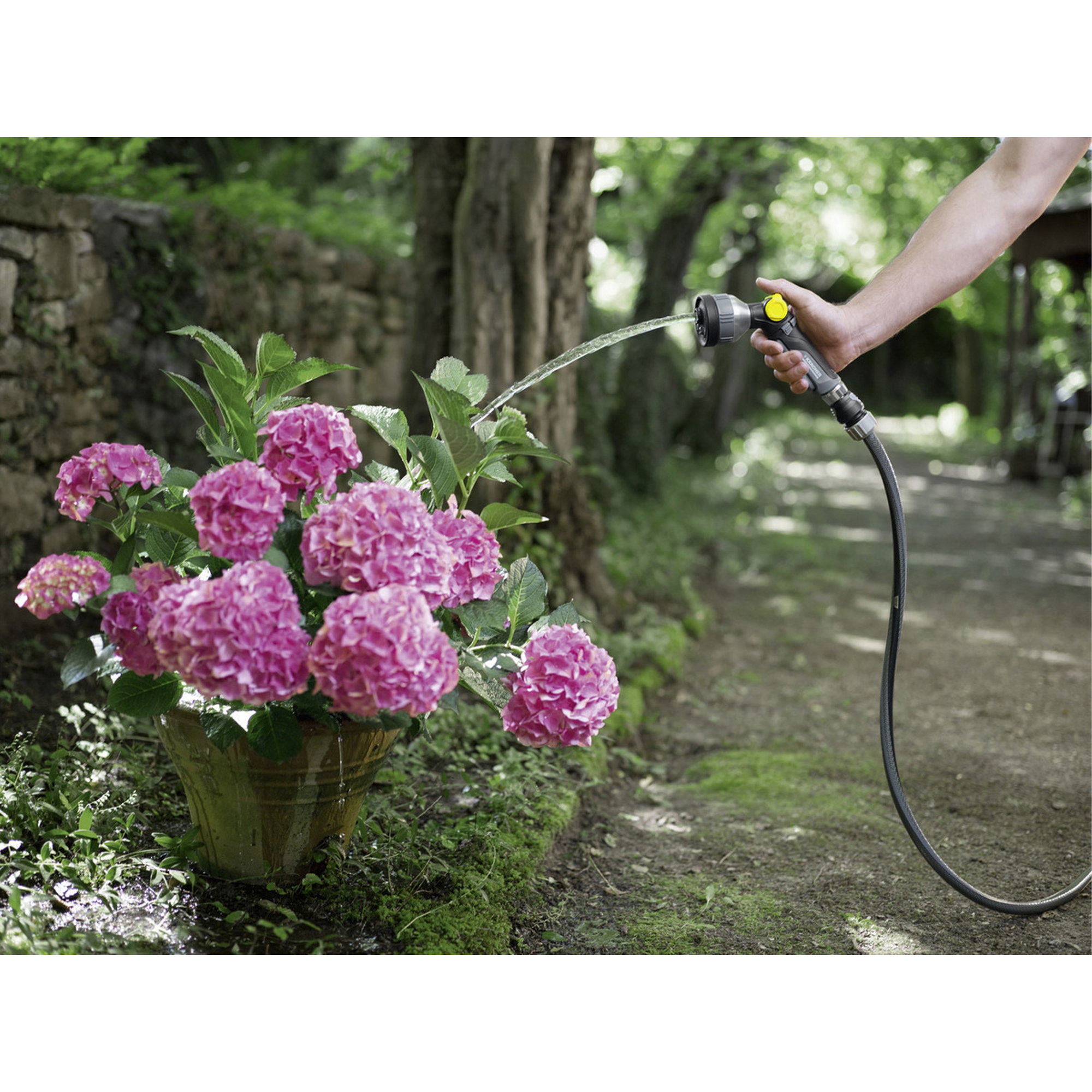 Blumen, Hydrangea, Gießkanne, Garten, Pflanzenbewässerung