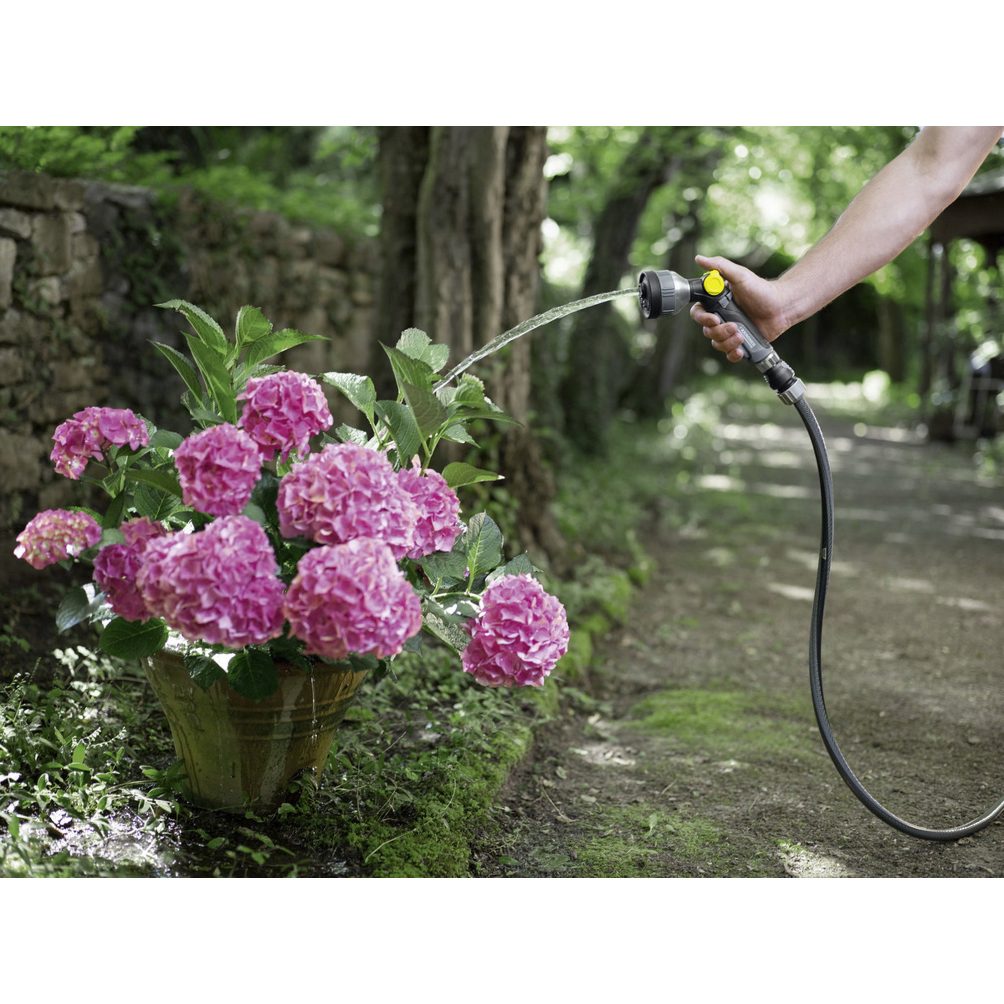 Hydrangea, Blume, Topf, Bewässerung, Schlauch